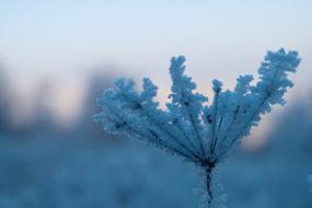 Winter Macro Nature Frostbitten