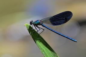 goodly Dragonfly Insect Common