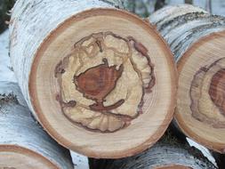 stacked birch logs