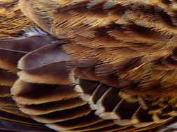 Bird Feather Animal
