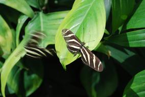 Butterfly Nature Garden