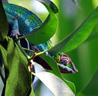 goodly Chameleon on Green leaves