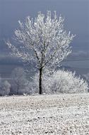 Winter Tree With Snow