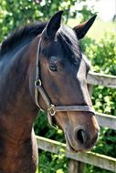 photo portrait of a thoroughbred horse on the background of a fence