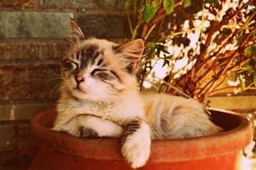 cute kitten sleeps in a flower pot