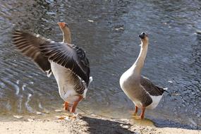 funny ducks by the lake