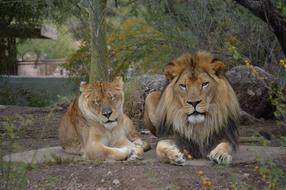 pair of Lions resting in zoo