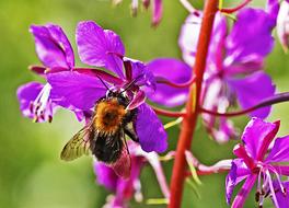 Bee In Bloom Summer