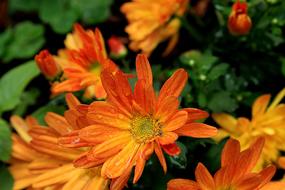 Margaret Orange Daisy Flower