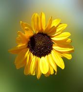 Sunflower Sun Flower