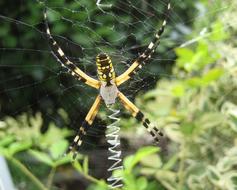 Yellow Garden Spider Web
