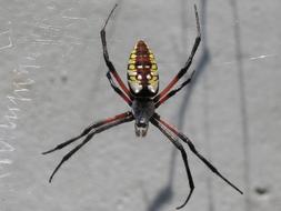 big Yellow Garden Spider