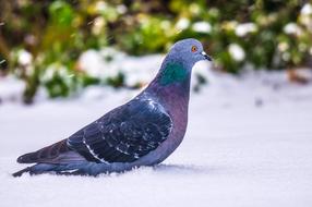Pigeon Bird Wildlife