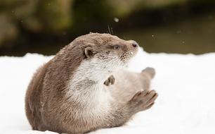 Otter Winter Snow