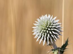 Thistle Nature Prickle