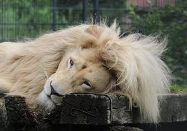 Lion Males Zoo