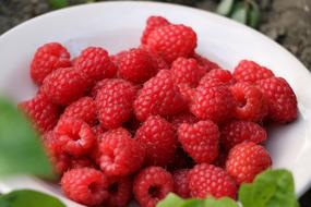 delicious raspberries in a bowl