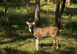 Deer Wildlife Animal
