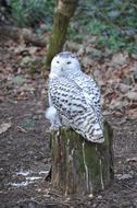 perfect Snowy Owl