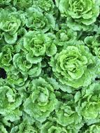 Green Vegetables Field