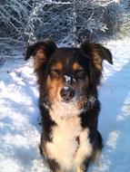 goodly Dog Snow Australian