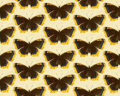 butterflies insects