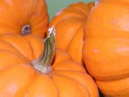 ripe pumpkins on the farm