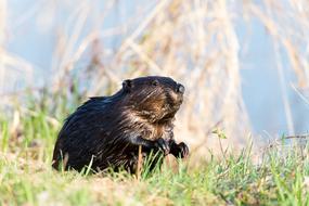 wet Beaver on grass at water