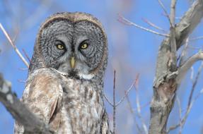 beautiful Owl looking straight in wild, canada