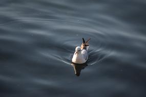 Seagull Water The