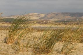 Oyats Beach Walk