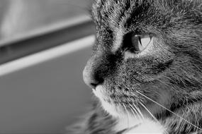 face Cat Black And White
