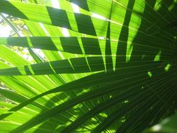 Leaves Shadow Sun