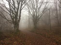 Hartmannswillerkopf Vosges Alsace
