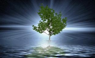 tree water background drawing