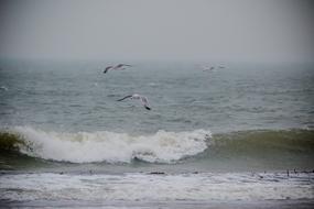 goodly Seagull Bird Flying