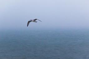 flying gull over the sea