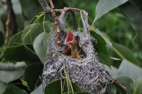 closeup view of chick with an open beak in the nest