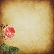 background scrapbooking paper rose drawing