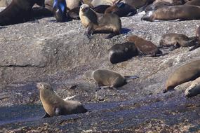 Seal Duiker Island