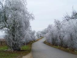 Winter Landscape Frosted Alley