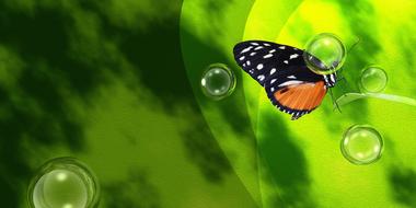 butterfly spring green water