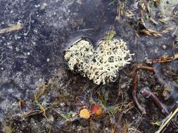 Nature Heart Shape