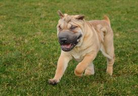 impressively beautiful Dog Sharpei