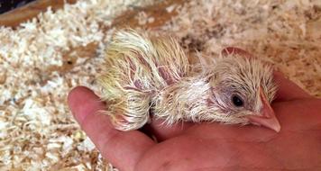 Reborn Chicken First