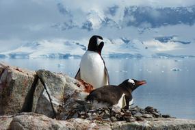 Penguins Birds Antarctica Close