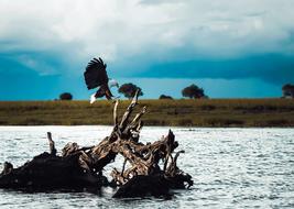 bald eagle sits on a stump in the river