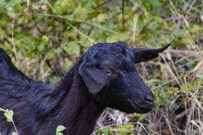 black goat in the bushes on a blurred background