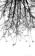 Tree Black And White