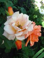 Roses Flowers
